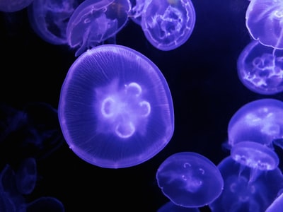 水母水上摄影
